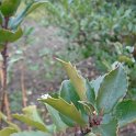 Ilex x meservae 'Blue Maid' P23